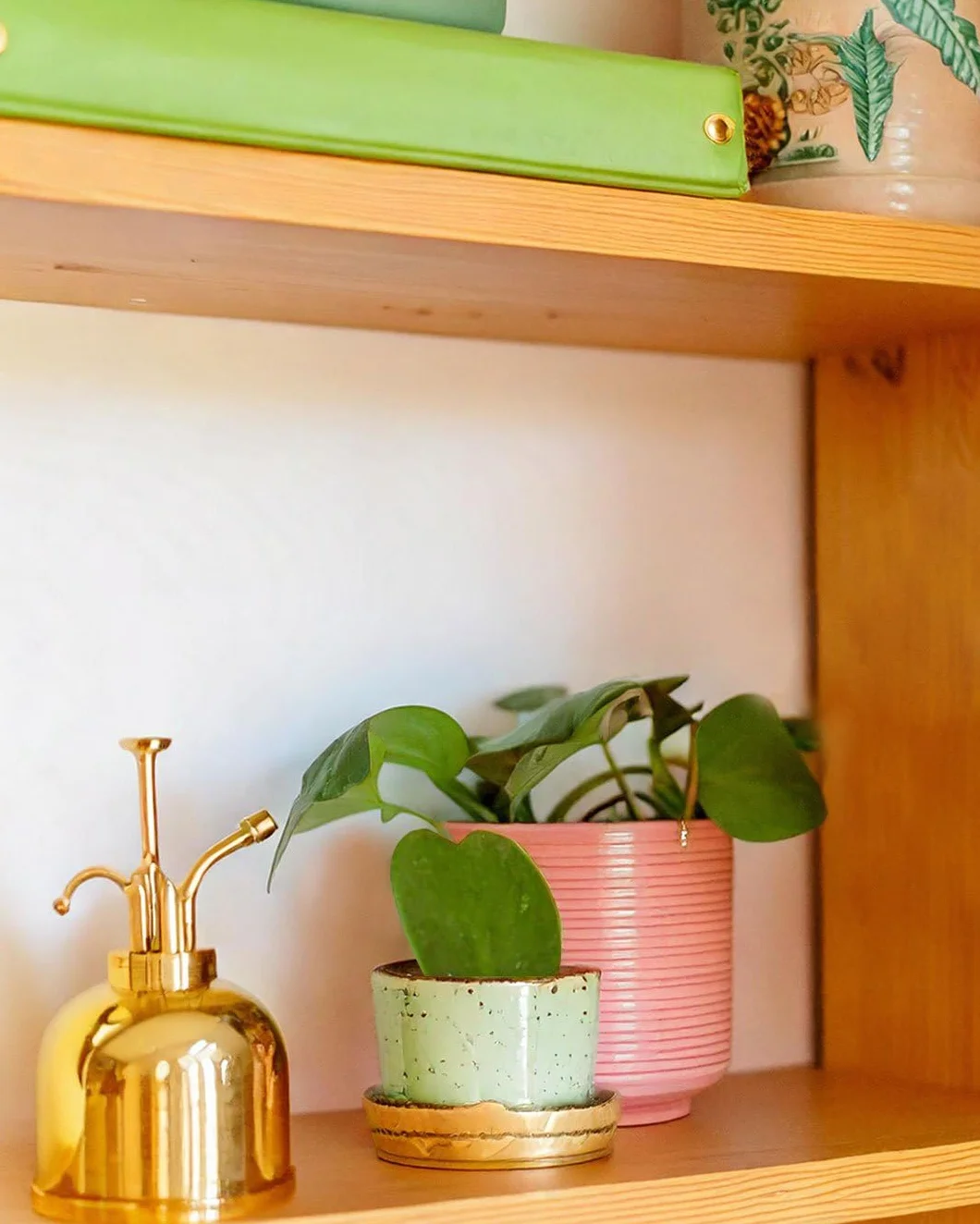 PUR PLANT Hoya Kerrii Mini | Planta Corazón Natural Pet Friendly | Planta de Interior Decorativa | Maceta de Ø6 cm