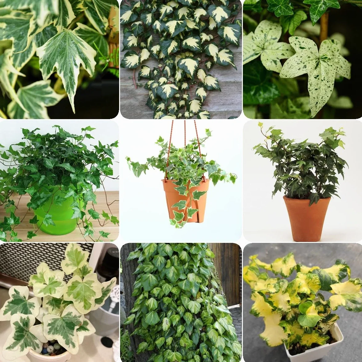 Generic 100 Piezas Semillas De Hiedra Perenne, Enredaderas De Hiedra, Enredaderas De Hiedra Pared Verde, Plantas Deco Vid (Hedera Nepalensis) Plantas De Jardín, Plantas Decorativas