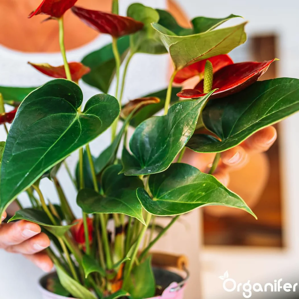 Fertilizante Líquido Para Anthurium - 5x1L - NPK 3-4-3 | Fertilizante Para Floración Abundante Y Raíces Fuertes - Favorece Tallos Y Vitalidad - Organifer