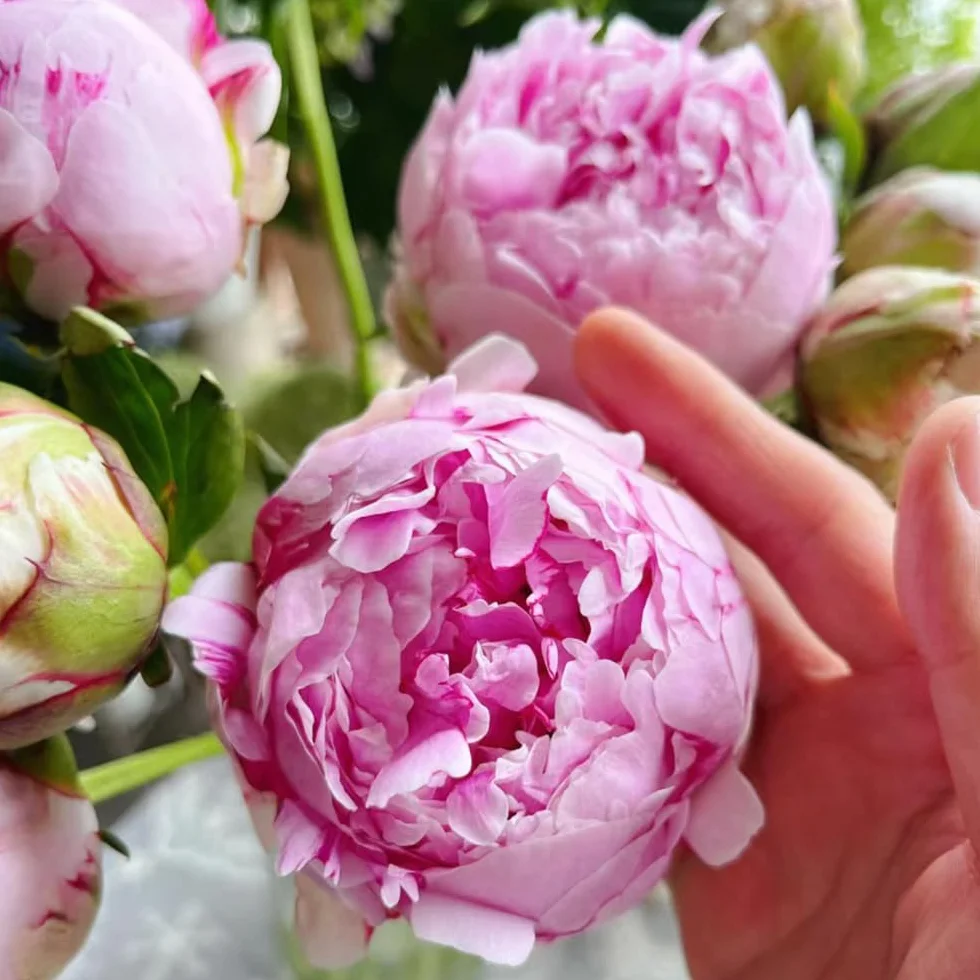 1 piezas Bulbos de peonías resistentes, bulbos de peonías decoracion salon, bonsais peonía (Paeonia suffruticosa) regalos inusuales, invernaderos de balcón cobertura del suelo, perenne