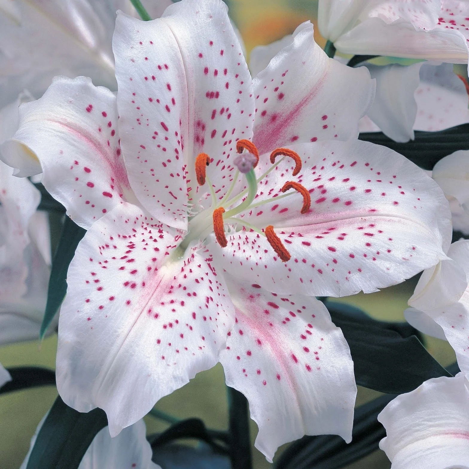 BULBO LILIUM - AZUCENA - LIRIO MUSCADET - 2 UD