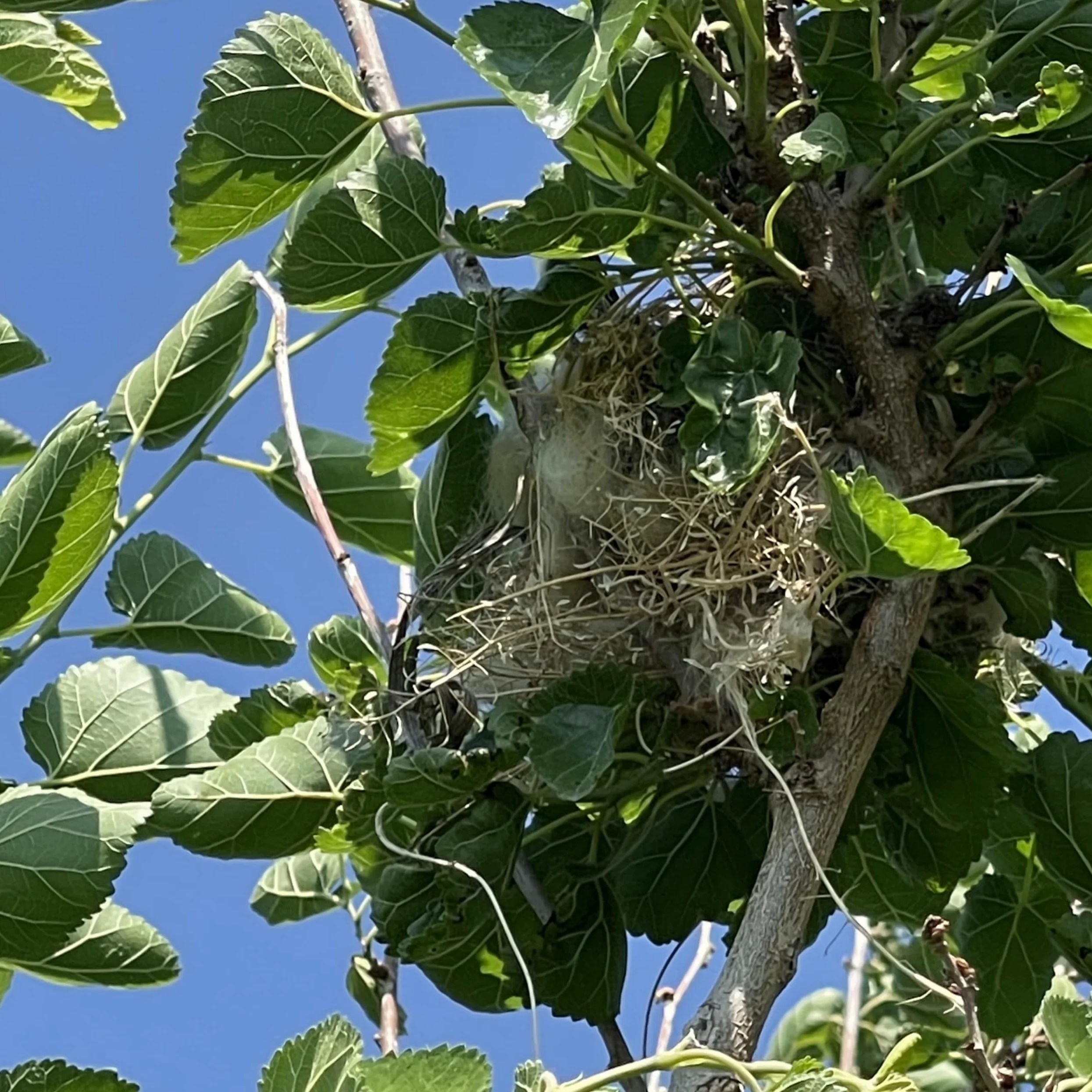 Songbird Essentials Nesting material