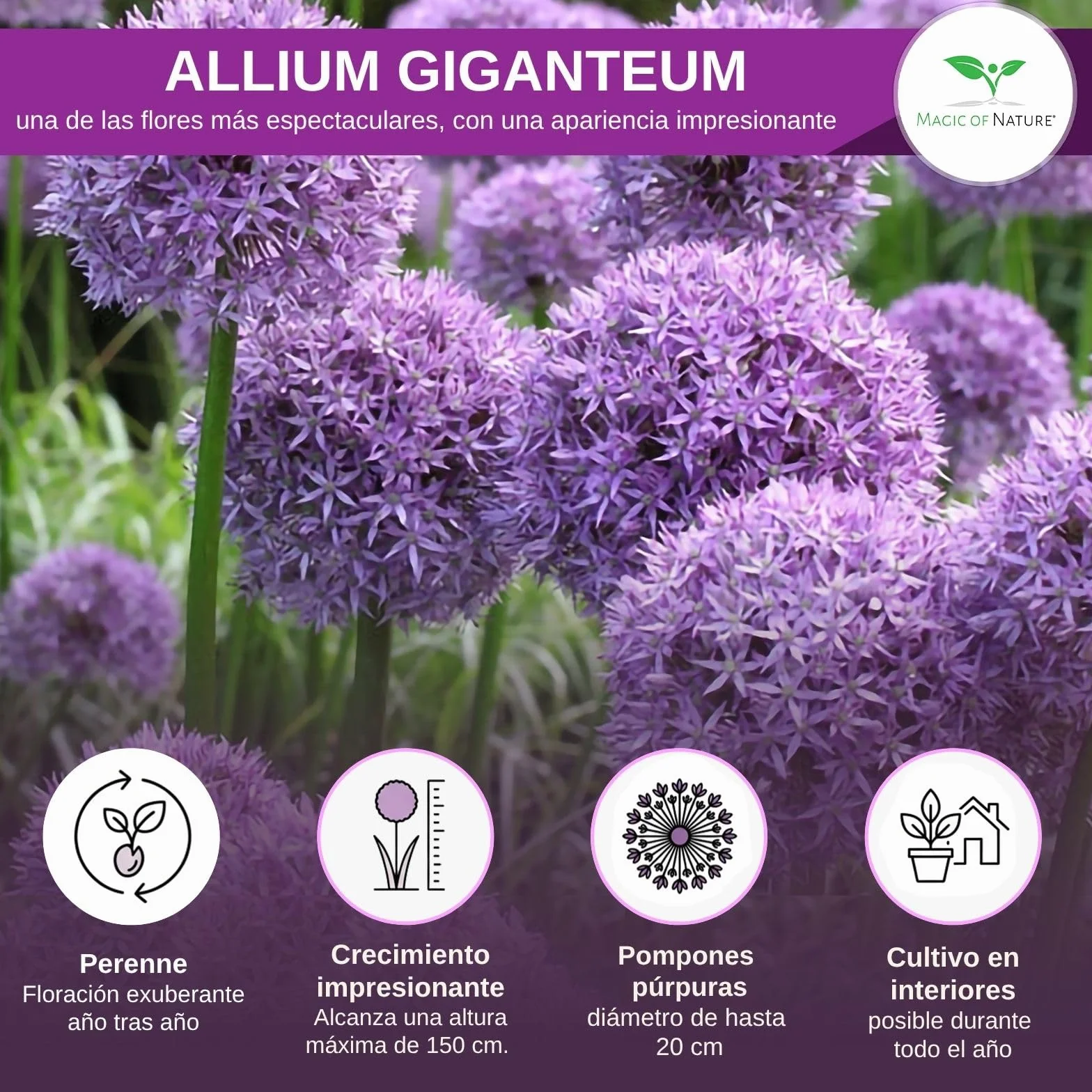 Magic of Nature Semillas de Allium Gigante (30 uds) Allium giganteum, Resistente y Perenne - Flores Violetas hasta 150cm para tu Jardín