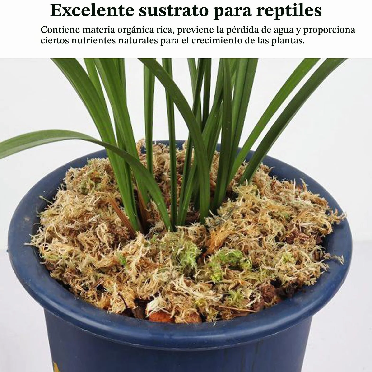 CATELL 190 g de musgo Sphagnum para plantas, terrario, tortuga y plantas de interior