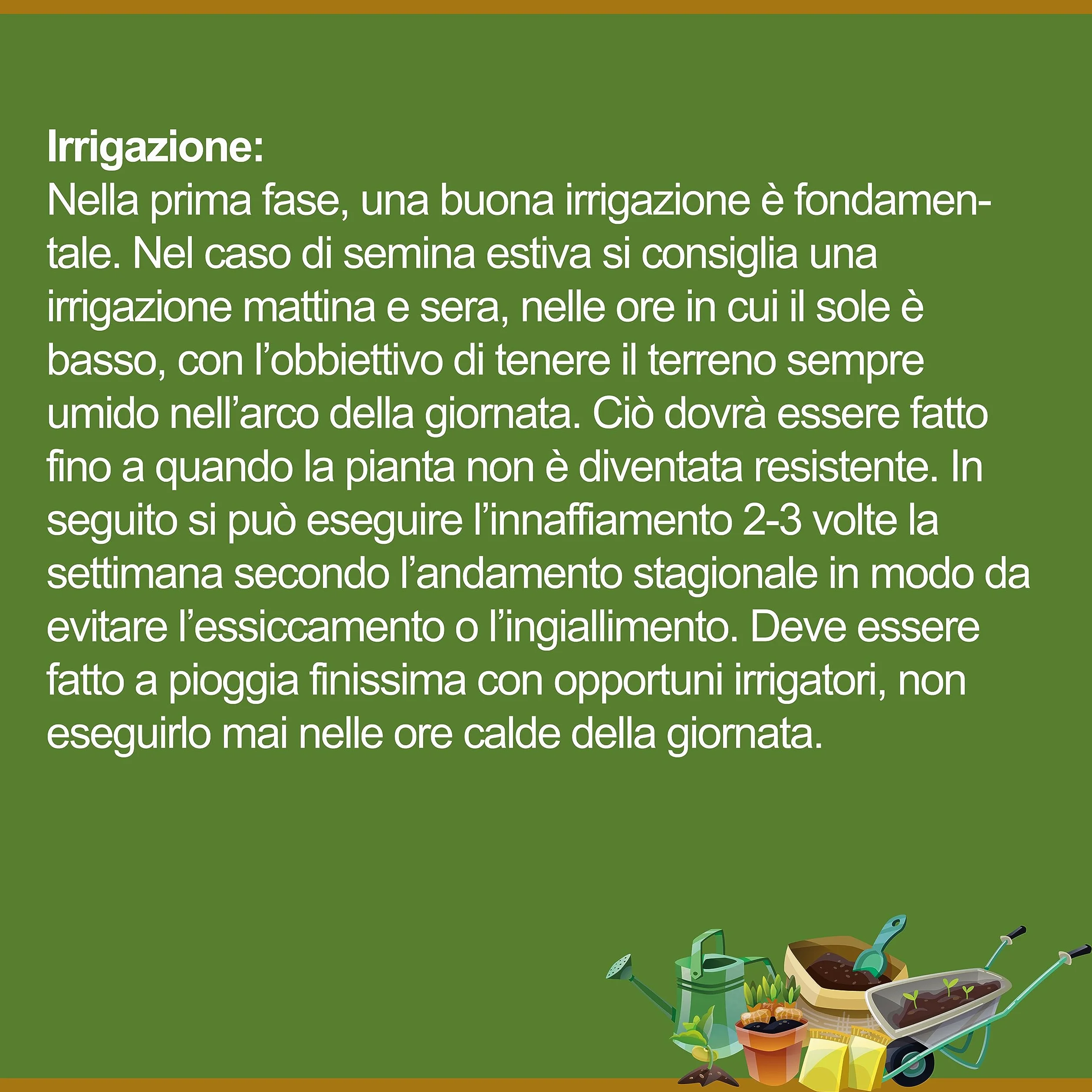 Festuca Arundinacea Il Contadino Semillas Césped 5 kg Resistencia Sequía Pisado Sombreado