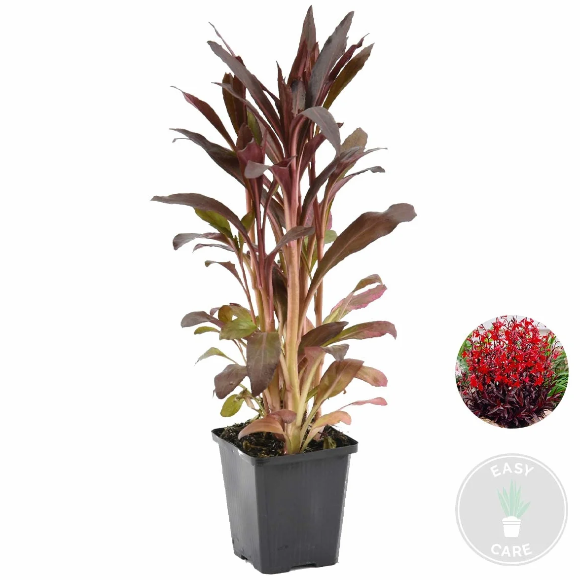 Bloomique - Lobelia ‘Queen Victoria’ - Lobelia escarlata - Rojo - Plantas de estanque - Acuáticas - Resistente al frío - Altura 20-30 cm - Maceta 9 cm
