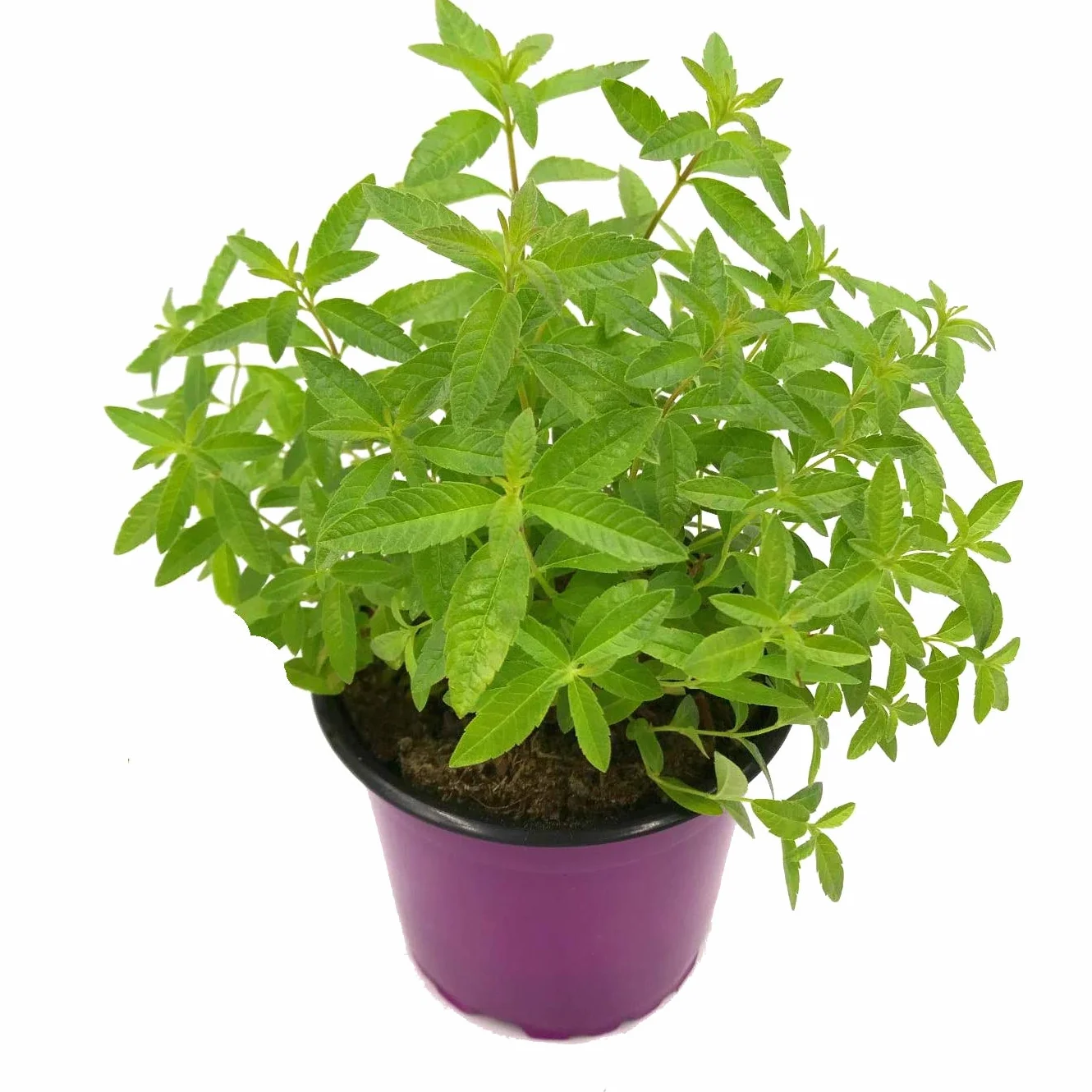 Hierba Luisa Planta Aromática Hierbaluisa Cedrón Aloysia Citrodora Planta de Exterior