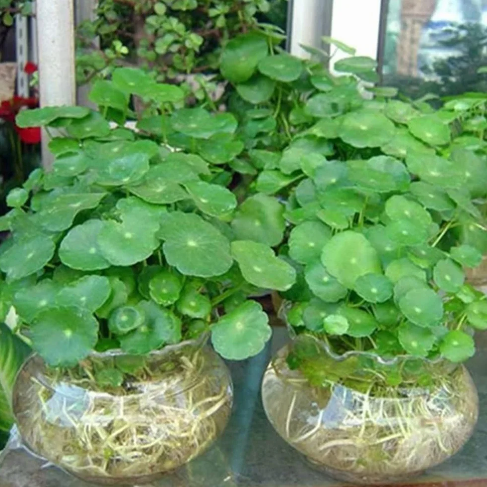 Haloppe 50 Unids Dichondra Pistia Plantas Semillas para la Plantación de Jardín en Casa, Dichondra Pistia Semillas Jardín Estanque Planta Piscina Acuario Tanque Decoración Semillas de pistia
