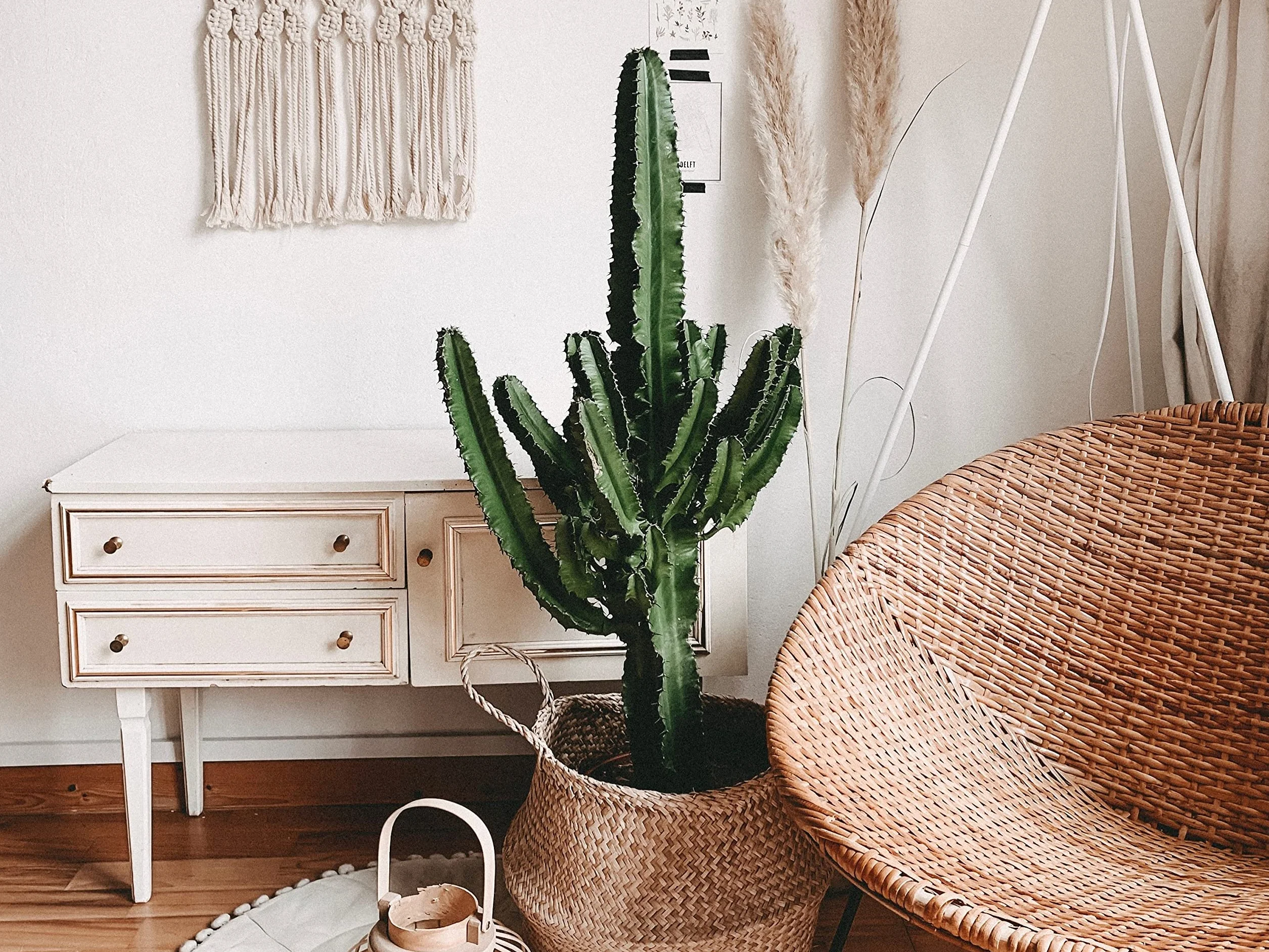 Bloomique - Euphorbia acrurensis - Lechetrezna / “Cowboy cactus” - Planta de cactus - Planta de interior - Altura 60-70 cm - Maceta 17 cm