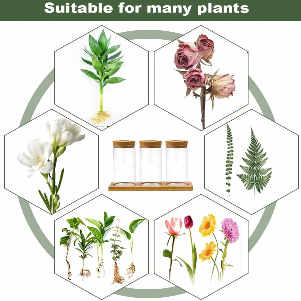 Estación de Propagación de Plantas Jarrón Hidropónico Cristal Jarrón Cultivo Hidropónico Bandeja Vidrio para Cultivo Hidropónicas 3 Jarronita300ml Cristal Decorativas para Esquejes de Plantas