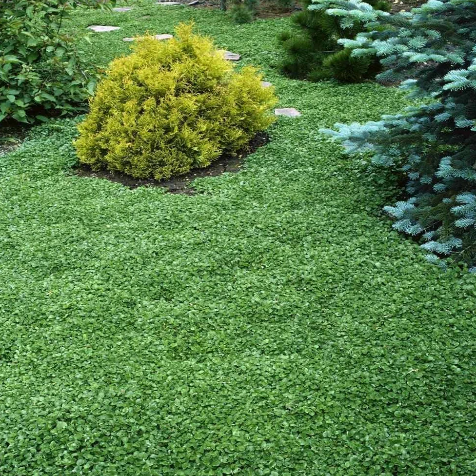 Dichondra Repens Semillas de Césped Origen USA Resistentes Decorativas 900gr 90mq