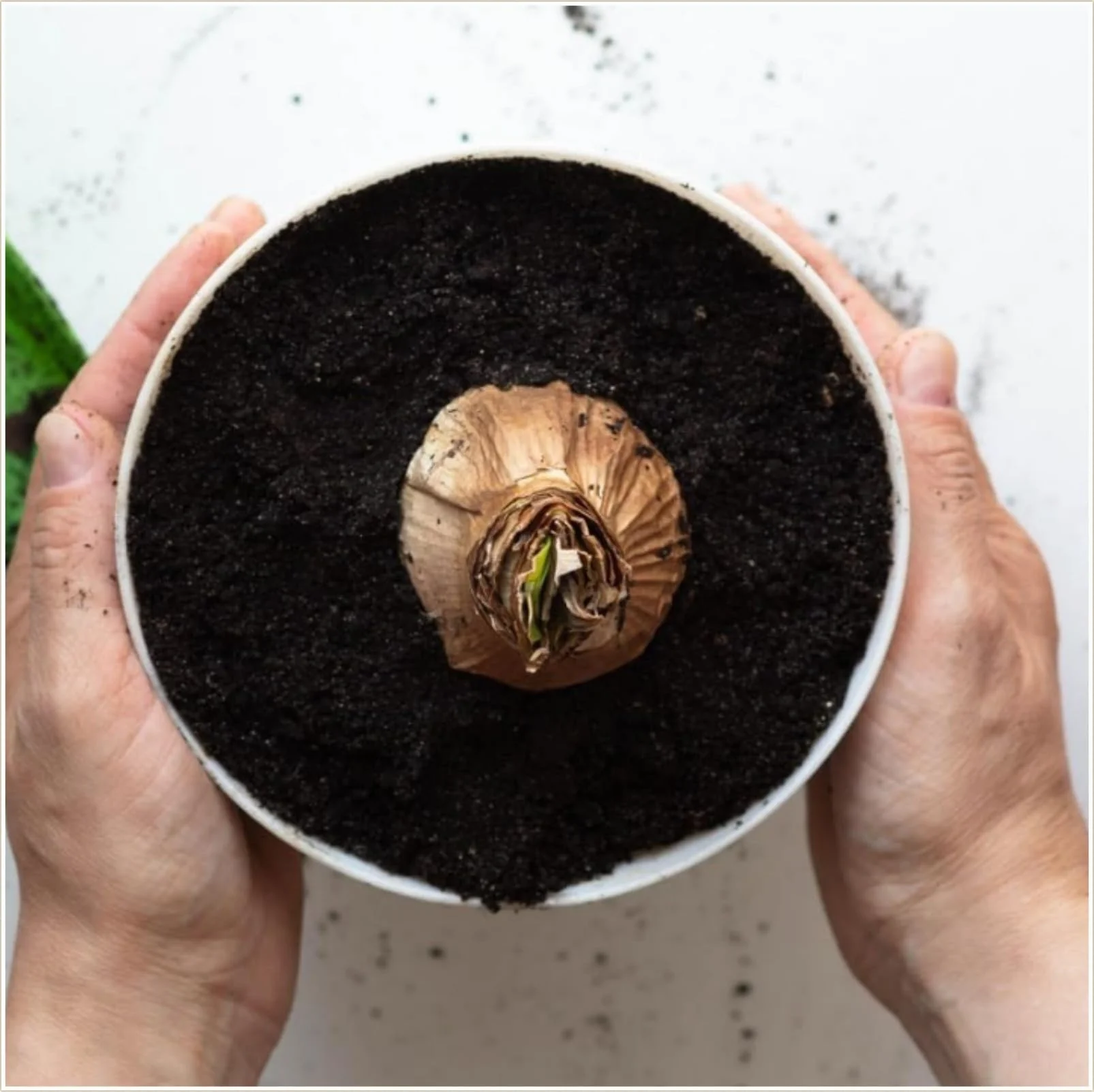 Amarilis, Rizomas Amarilis, Crece bien en macetas, Apto para plantar en exterior.-1Rizoma-A