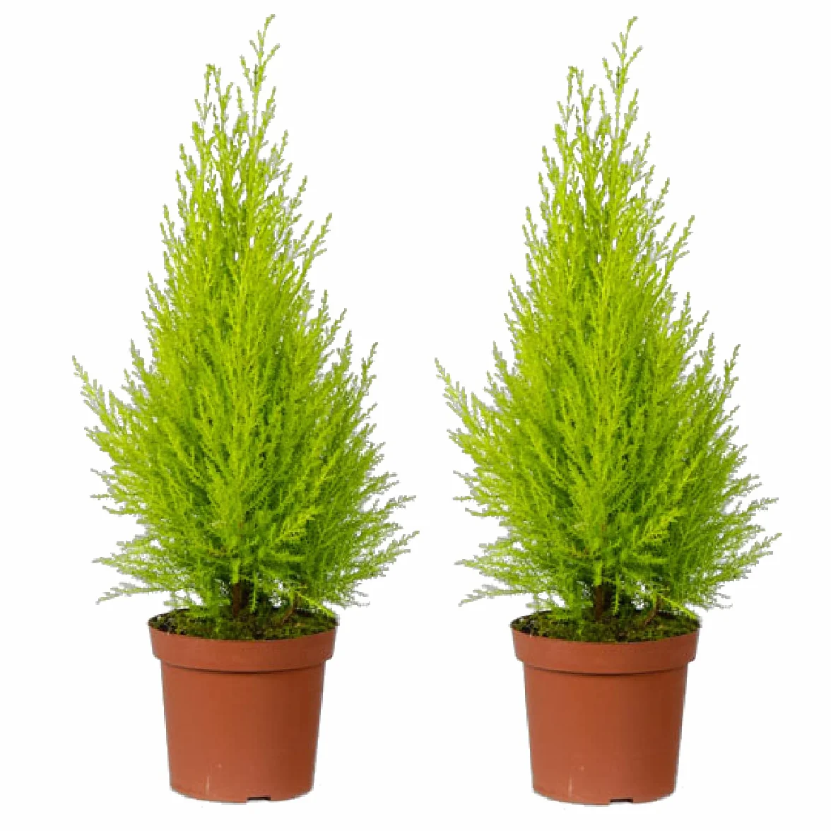DECOALIVE Ciprés Goldcrest - Pack 2 Plantas - Árboles Amarillos para Exterior