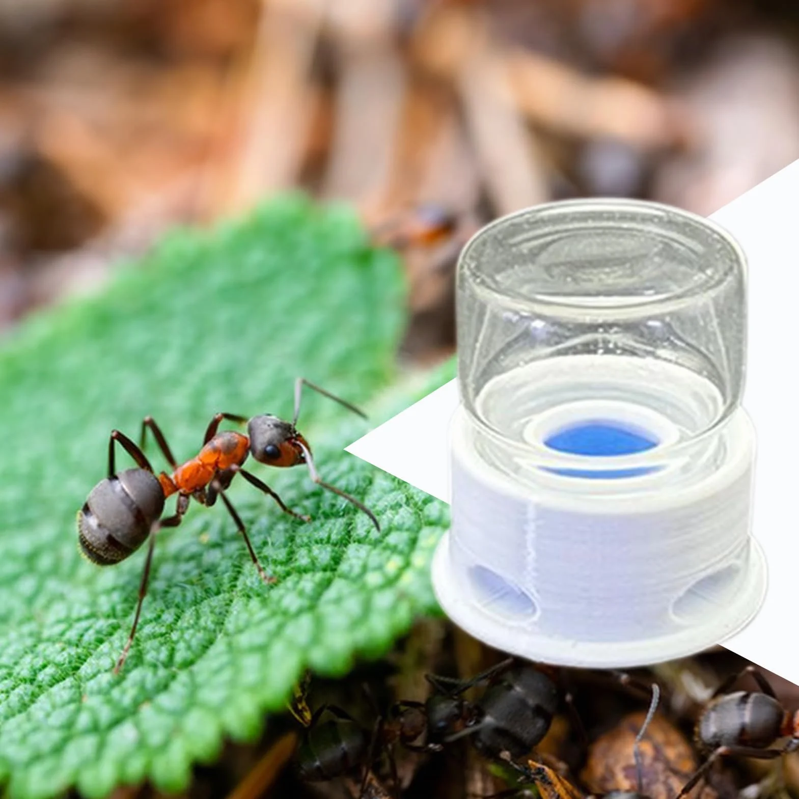 Líquido para Hormigas, Bebedero para Grillos, Bebedero Multifuncional Transparente para Abejas, Granja, Exterior y Aula