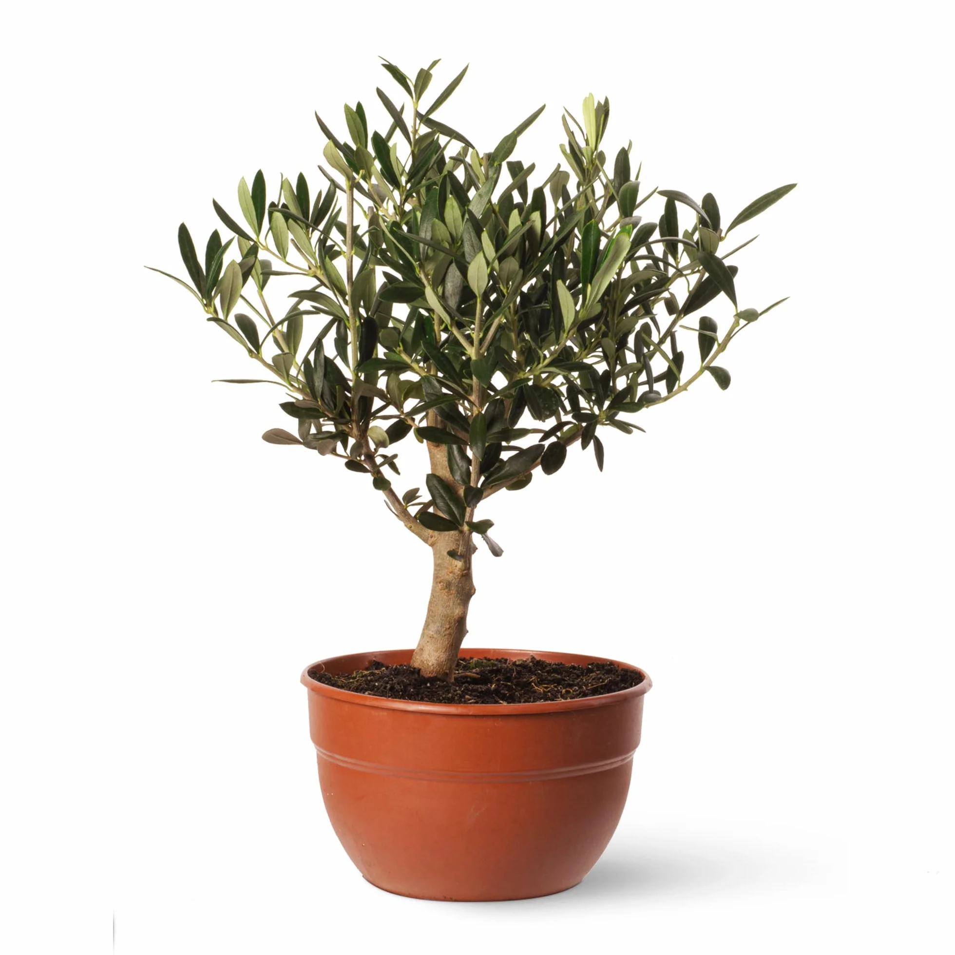Olivo u Olea Europea | Planta natural ideal para exterior con altura 30-40 cm en maceta tipo tarrina 19ø | April Plants