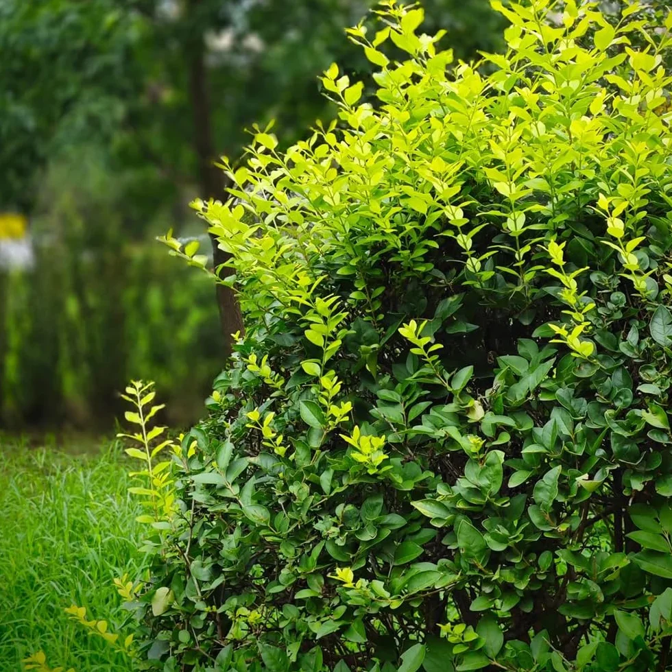 Semillas de seto de aligustre, resistentes al aire libre Ligustro lucidum - jardín de variedades antiguas de exterior 150pcs