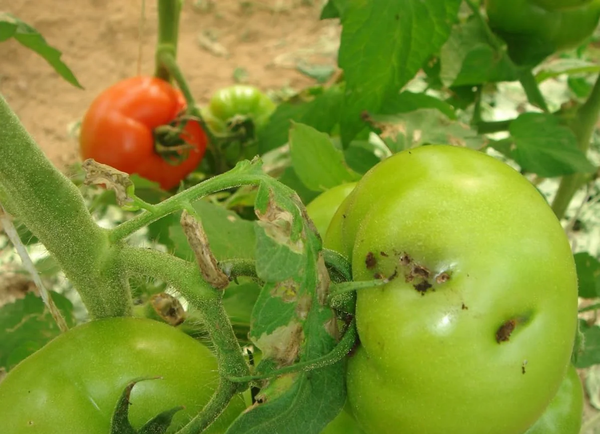 Trampas Tuta Absoluta (10 Unidades) para Tomates, Pimientos, Berenjenas y Otros Cultivos de Huerto Muy EFECTIVAS | Sin Insecticidas, Sin Químicos y Ecológicas | Trampas Cromáticas