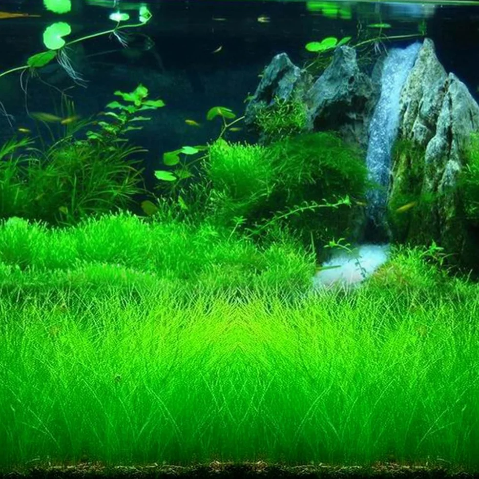 100 Unids Acuario Agua Hierba Semillas Pecera Hidrófila Planta Paisaje Decoración Flor Fruta Árbol Vegetal Semillas Grandes semillas peludas 100pcs