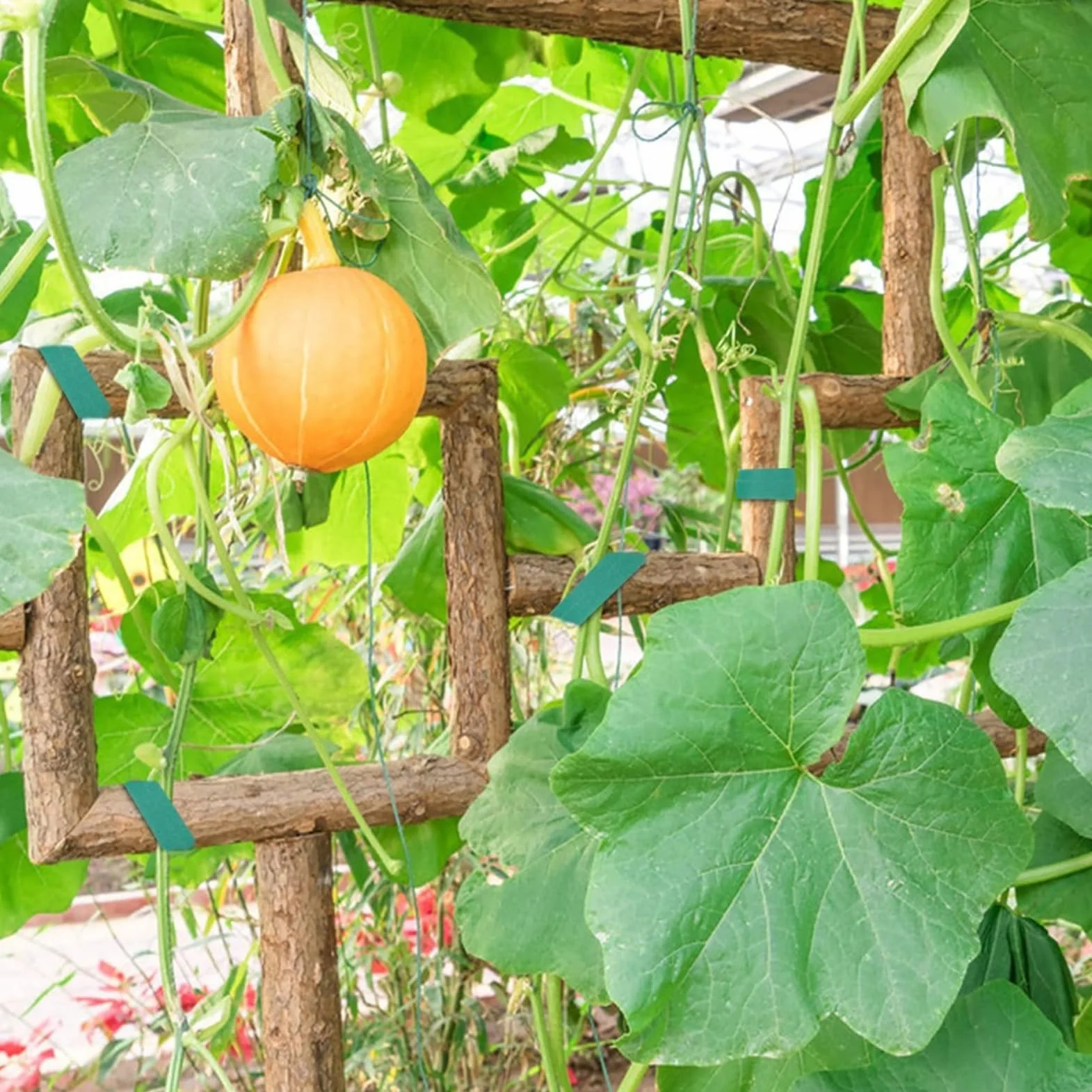 20m Cinta para Plantas, Reutilizable, Ayuda para Escalar Plantas