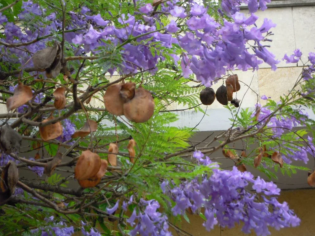 30 Semillas de Jacaranda (Jacaranda Mimosifolia)