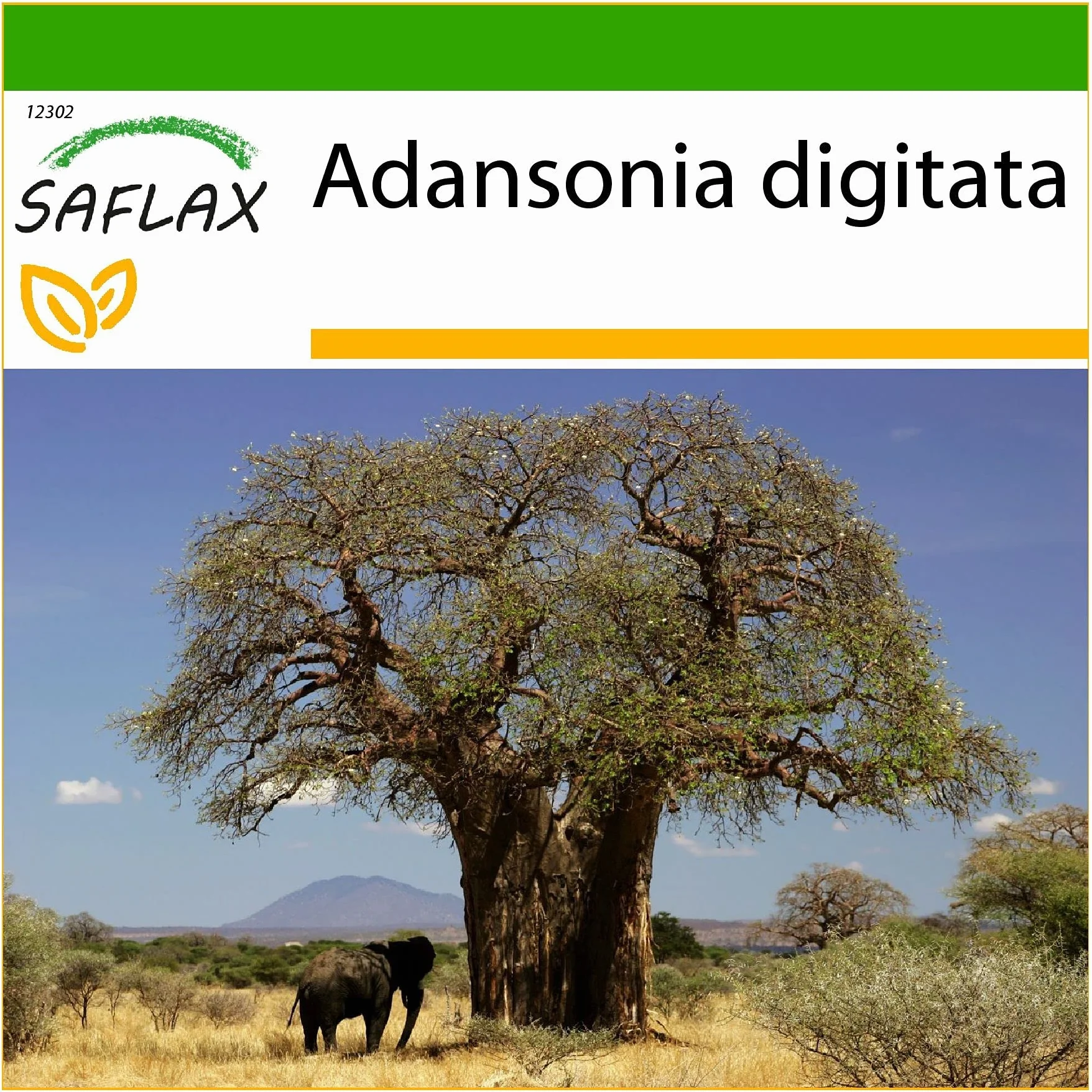 SAFLAX - Árbol del pan del mono - 6 semillas - Con sustrato estéril para cultivo - Adansonia digitata