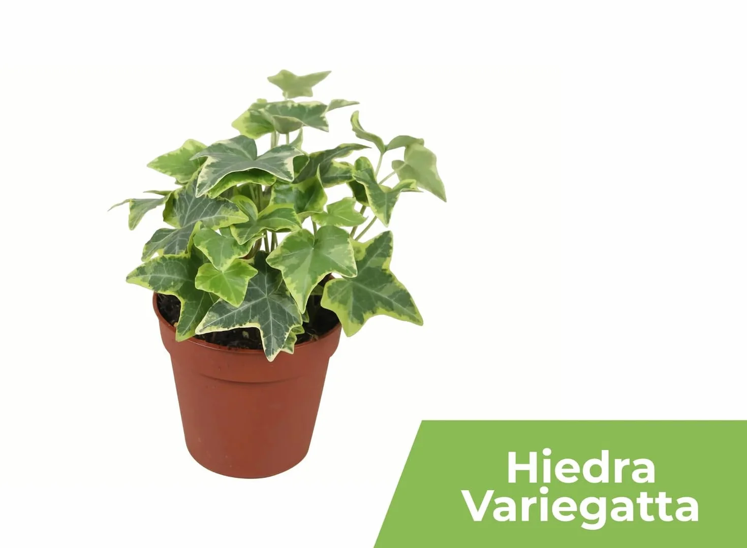 Garden Center shop | Pack ahorro 10 Plantas de Interior Variadas |Purificadoras de Aire | Decorativas y de Bajo Mantenimiento | Ideal para Hogar u Oficina | Plantas Naturales Vivas