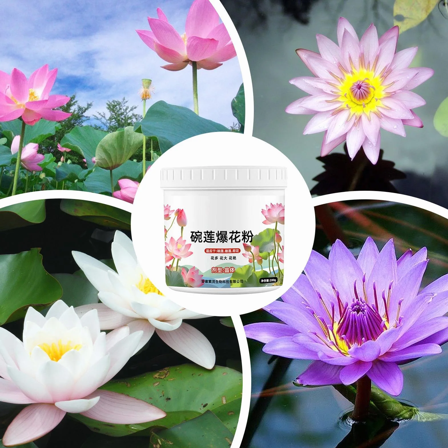 Fertilizante de plantas de agua - Polvo de crecimiento de loto | Fertilizante Sea de 200 g | Fertilizante de flores de flor de planta efectiva, en nutrientes