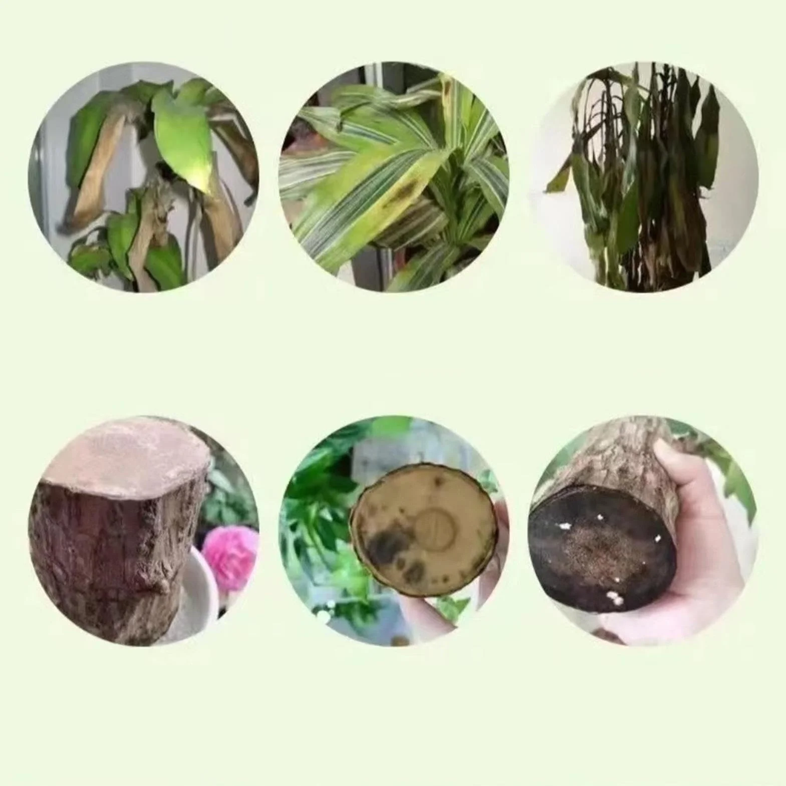 Alimento para plantas de madera brasileña, fertilizante líquido de bambú de 100ml, fertilizante para plantas de interior de madera brasileña de la suerte, fertilizante líquido para plantas de interior