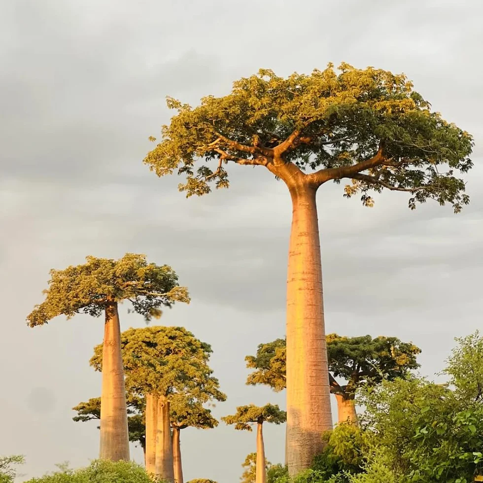 semillas de baobab - baobab - semillas orgánicas variedades antiguas, crecimiento ción exóticas 10pcs