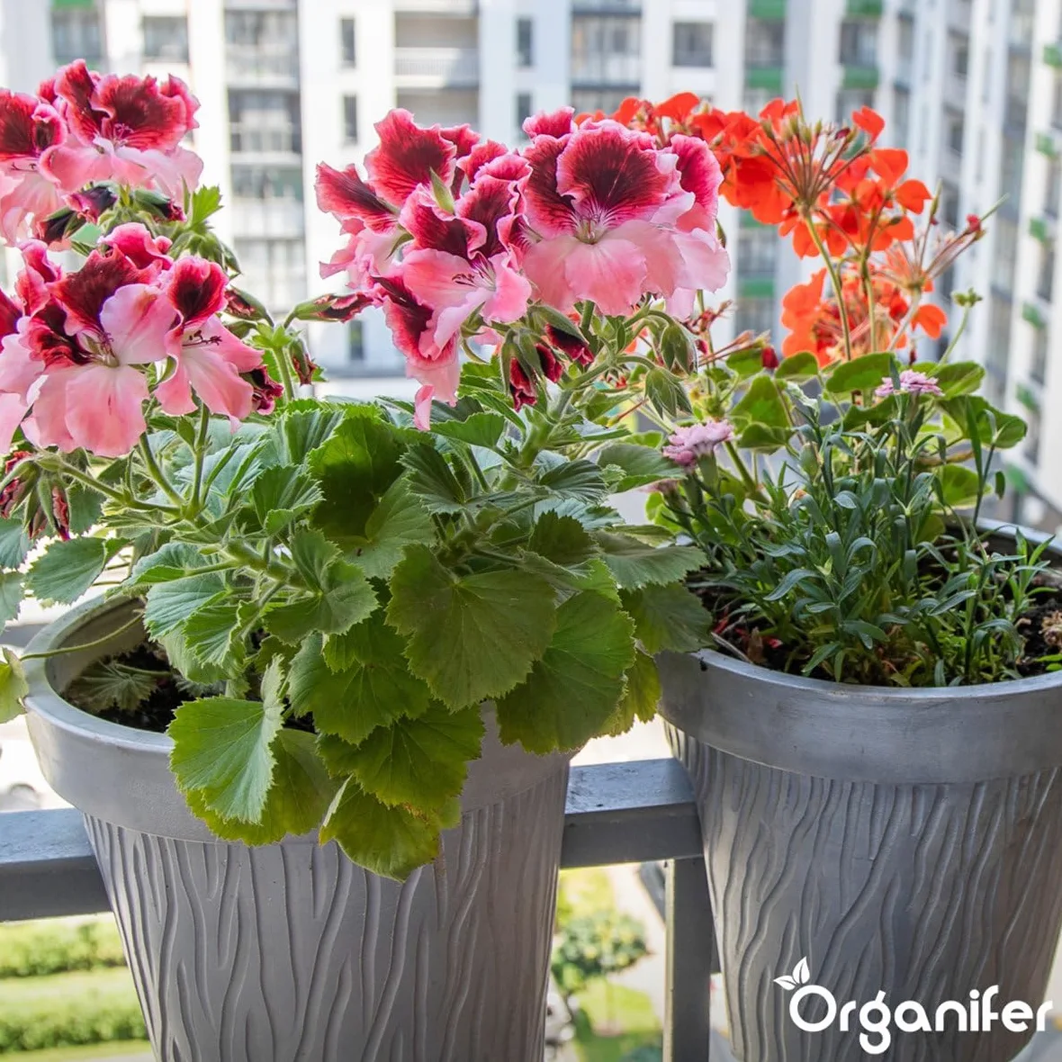 Virutas De Cuerno 1-6 Mm - 20 Kg Para 200 M² - Fertilizante Orgánico Nitrogenado Para Hortalizas, Frutas, Césped Y Plantas Ornamentales - Fertilización A Largo Plazo, Mejora Del Suelo - Organifer