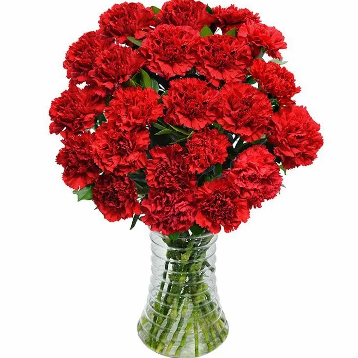 Ramo de Claveles Rojos Naturales con 50 Flores en Tonos Vibrantes Clavel Rojo Ocasiones Especiales
