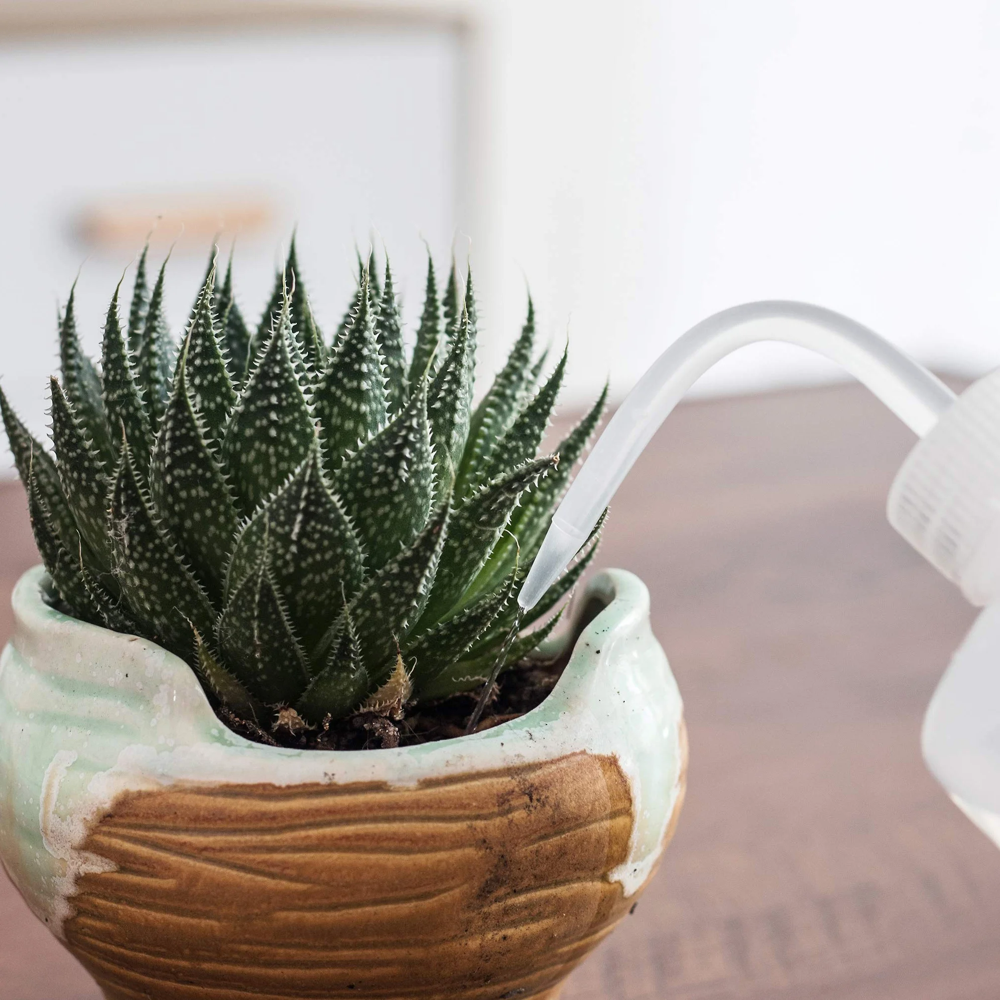 Orimerc Paquete de 2 Botellas de riego de 500 ml para Plantas de Interior, suculentas Cactus, plántulas, Laboratorio de Lavado y Tatuaje Dispositivo