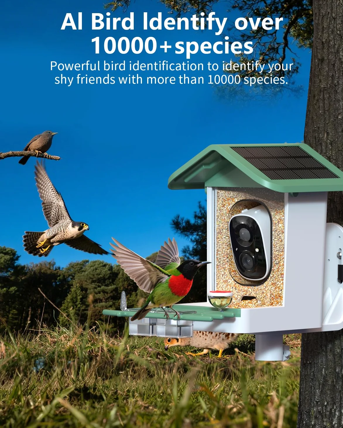 Comedero para pájaros con cámara, cámara inteligente 2K para pájaros con energía solar, identificación de especies de pájaros, notificaciones instantáneas, regalo ideal para familiares y amantes de
