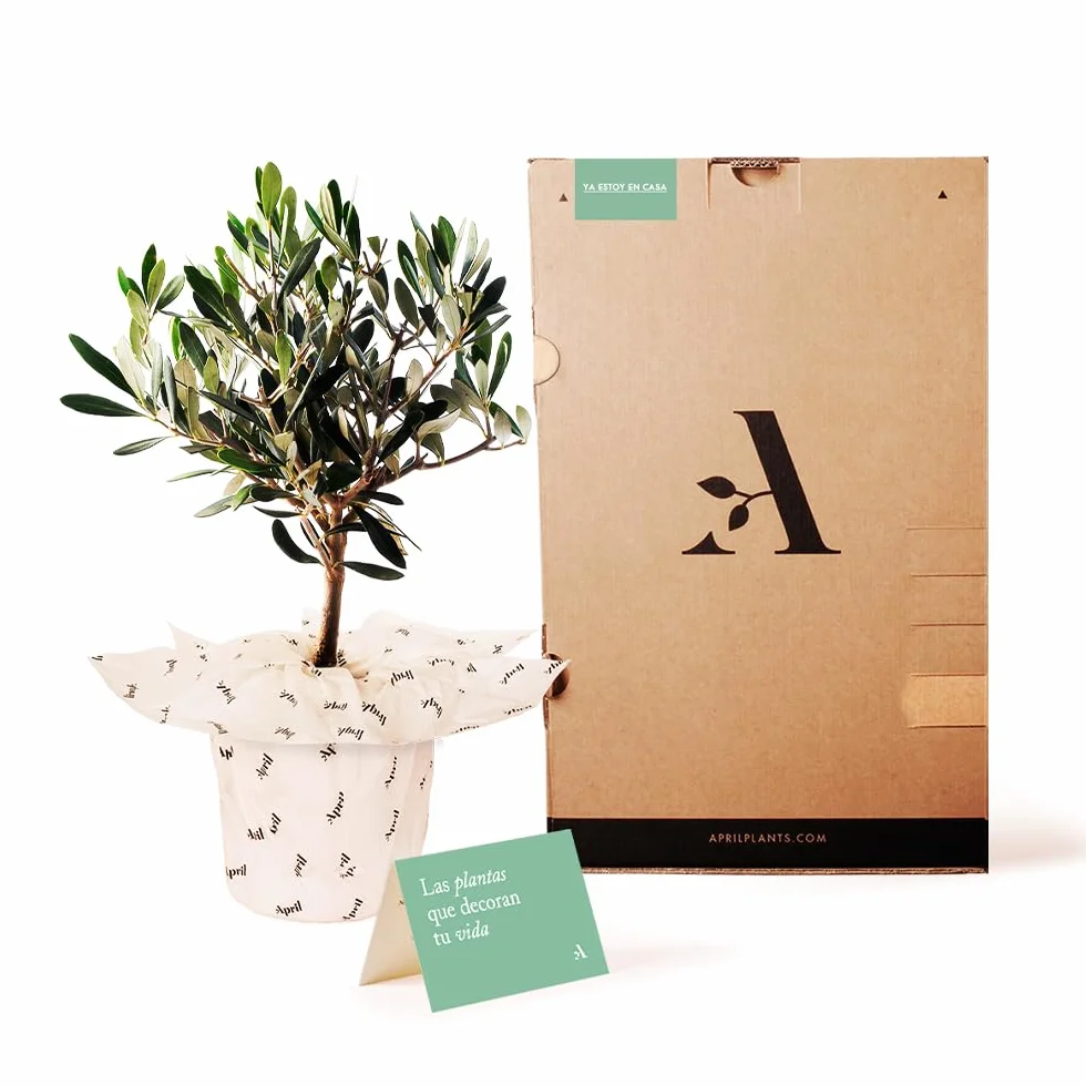 Olivo u Olea Europea | Planta natural ideal para exterior con altura 30-40 cm en maceta tipo tarrina 19ø | April Plants