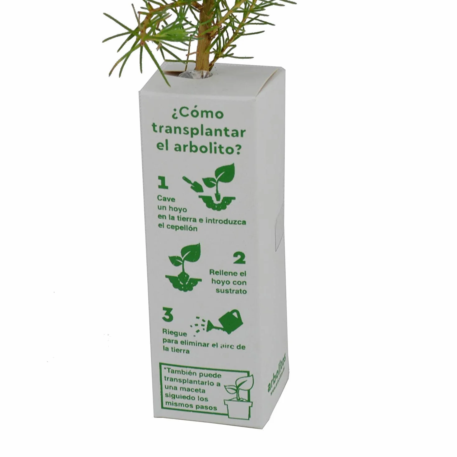 ÁRBOL del Amor de pequeño tamaño en Caja de Madera. Alveolo Forestal (1)