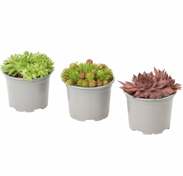 Trio de Siempreviva | Sempervivum | Plantas Vivas | Pack 3 Plantas | Plantas Suculentas Naturales