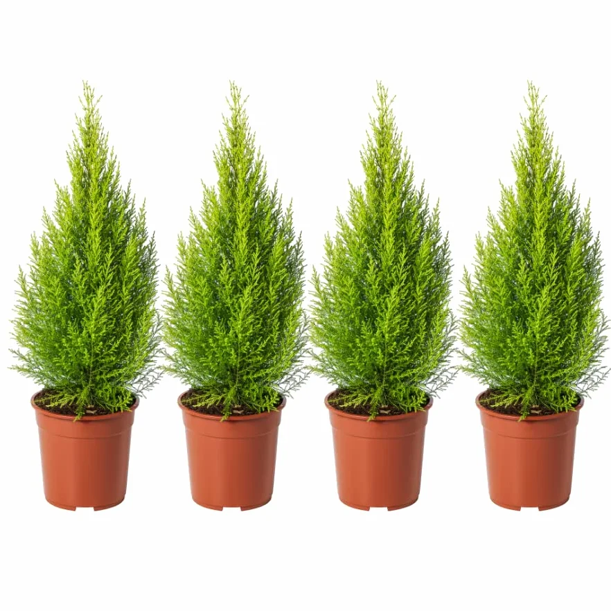 Ciprés Goldcrest - Pack 4 Árboles - Plantas Naturales para Jardín - Cupressus Dorado
