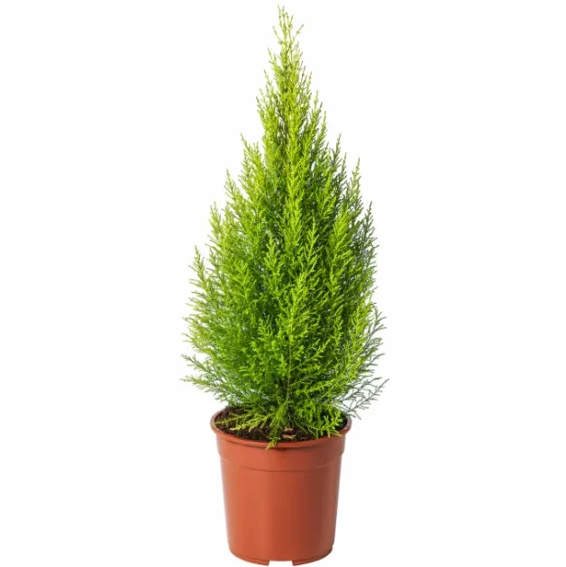 Ciprés Goldcrest Árbol Natural para Exterior Cupressus Macrocarpa