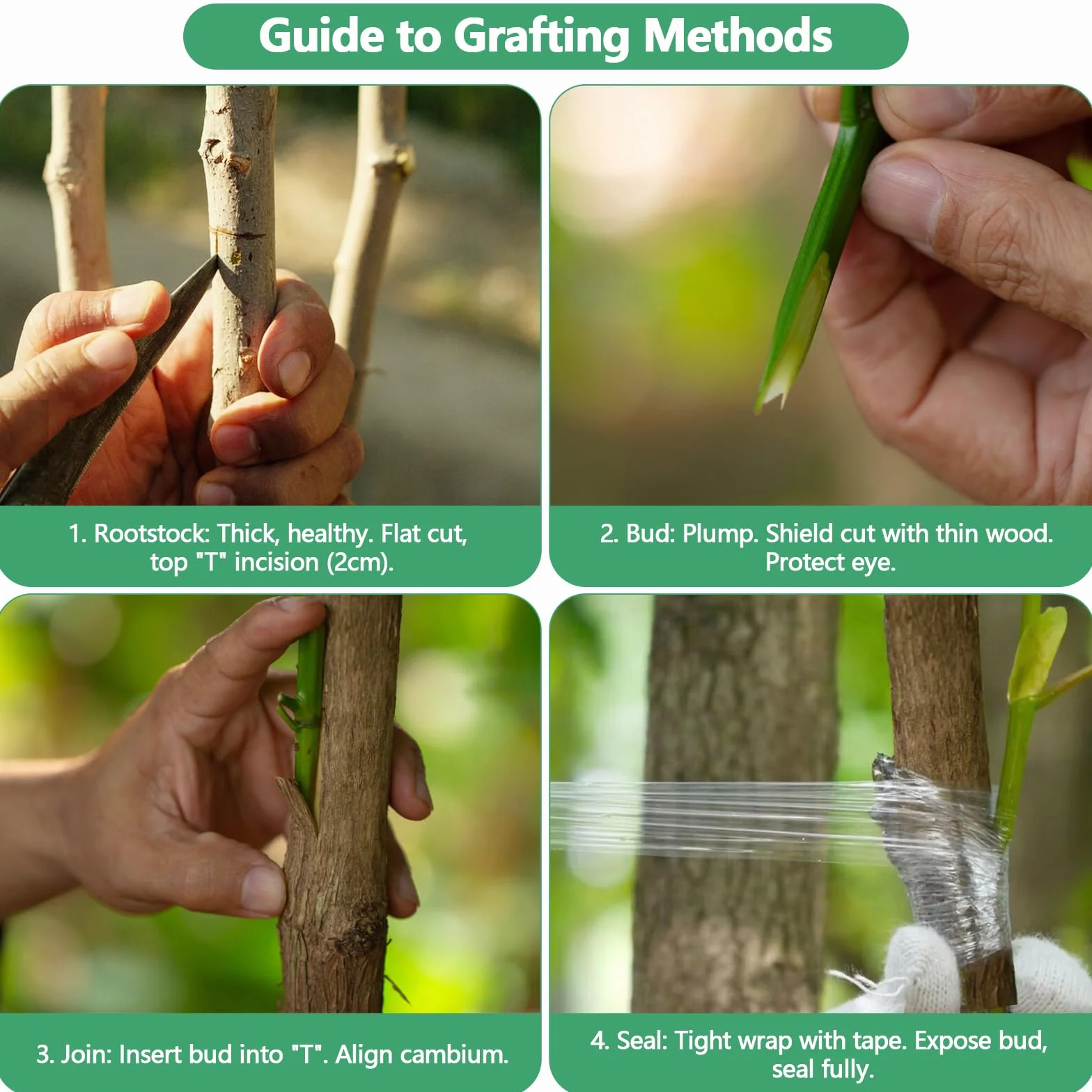 Cinta de Injerto 5Pcs Cinta para Injertar Cinta de Injerto Estirable y Transparente con 10Pcs Ataduras para Injertos de Árboles Frutales y Reparación de Ramas en Viveros y Jardines
