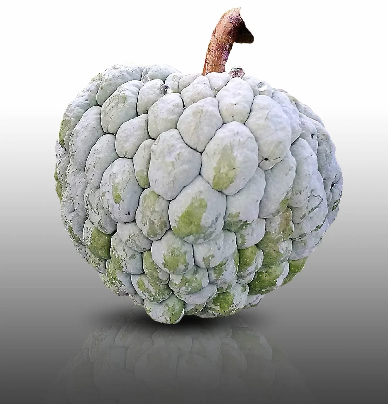 10 graines à semer - Le Grenier d'Abondance - ATTIER - Annona Squamosa