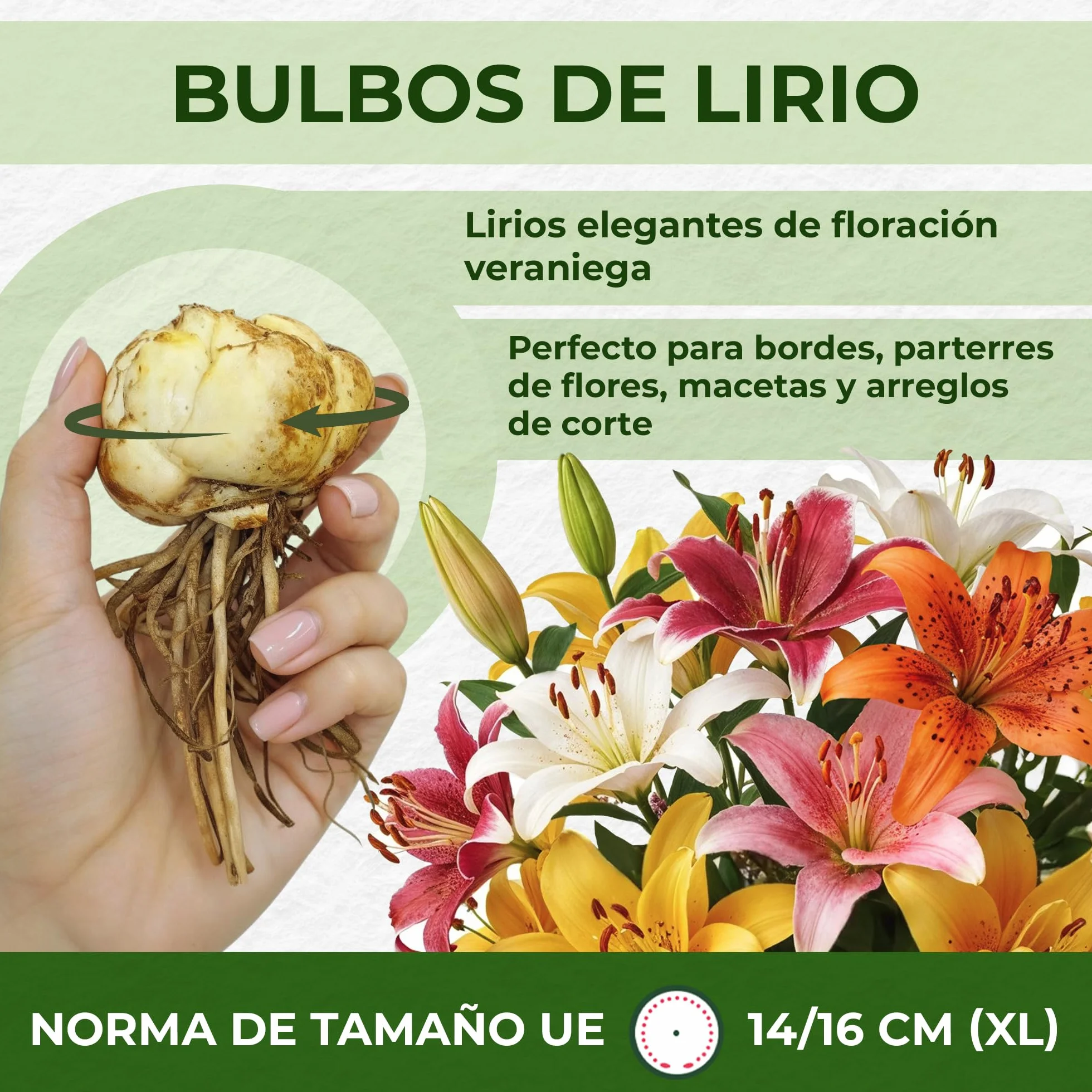 Colección de 15 bulbos de lirio de jardín Matrix, mezcla de 5 variedades, 3 de cada color, bulbos de flores perennes y resistentes al invierno, mezcla de Holanda para jardín y maceta
