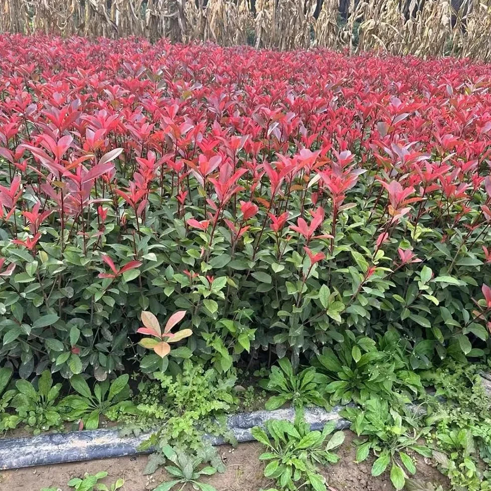 Semillas de photinia Red Robin, orgánicas, resistentes para balcón. jardín de interior, variedades tradicionales, 300pcs