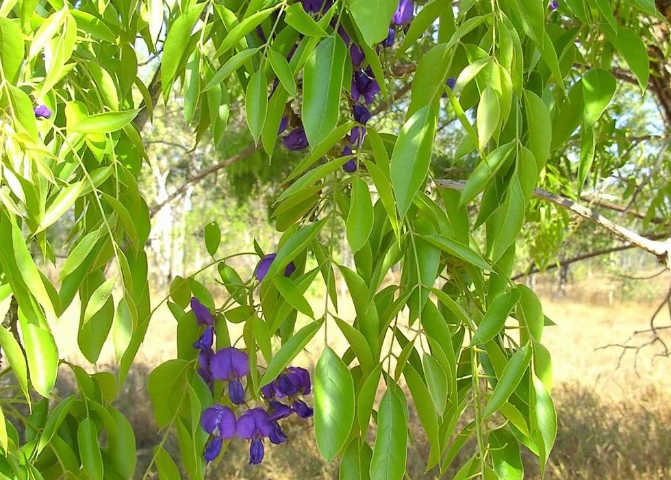 SAFLAX - Glicinia africana - 15 semillas - Bolusanthus africanus