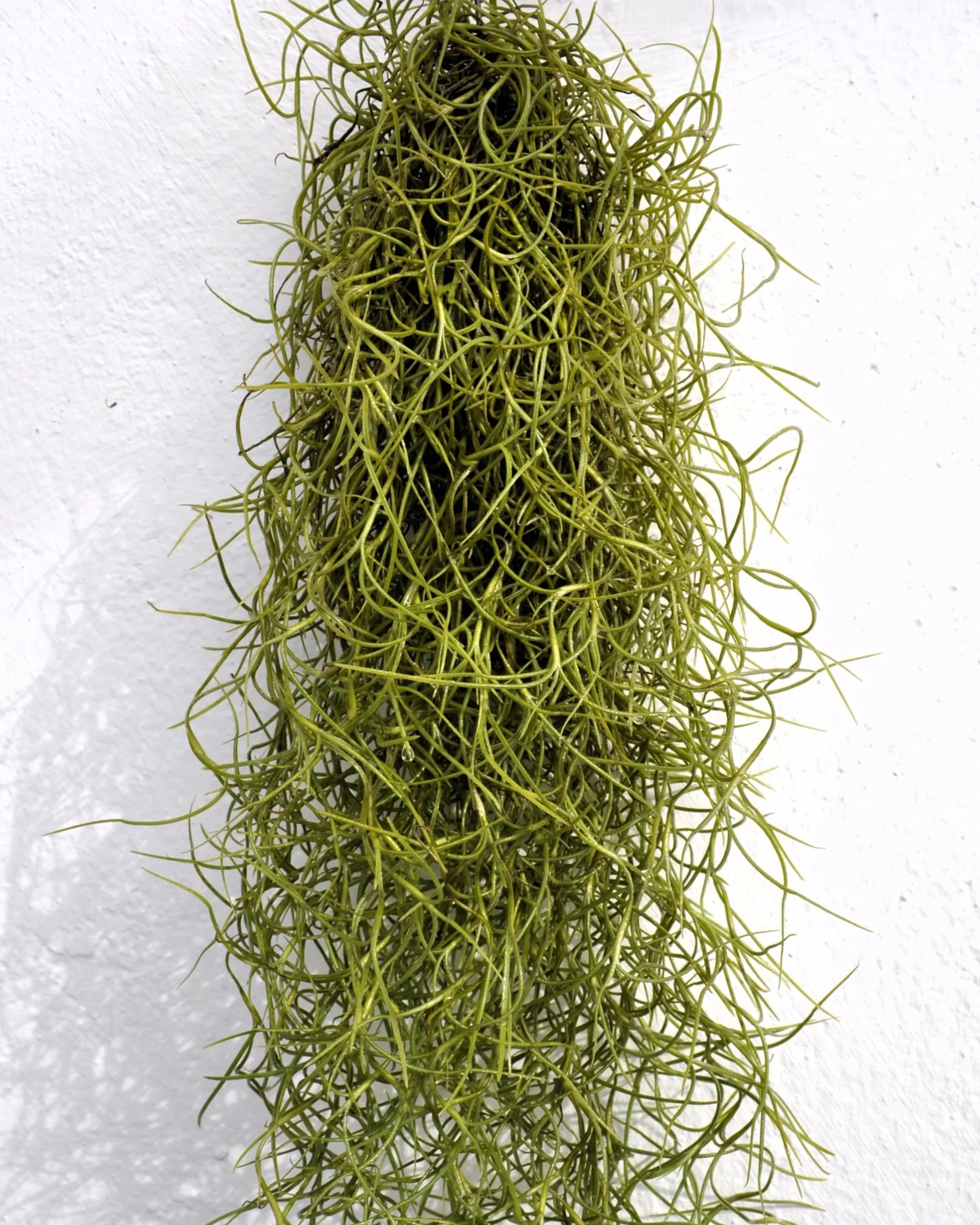 Tillandsia usneoides, Curiosarium, Barba de Viejo, Musgo Español, Planta del Aire, Planta Exótica, Verde Grisáceo, Interior/Exterior, Sin Sustrato, Colgante Decorativa, Longitud 50 cm, Diámetro 15 cm.