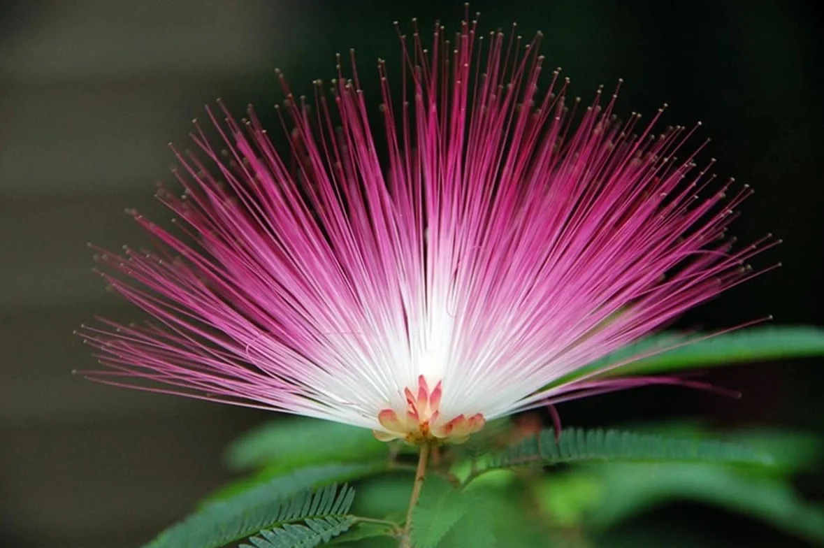 Planta natural Albizia Julibrissim Rosea, 120 cm. Acacia de Constantinopla o árbol de la seda. inflorescencias de color rosa intenso con largos estambres sedosos. Segura Garden