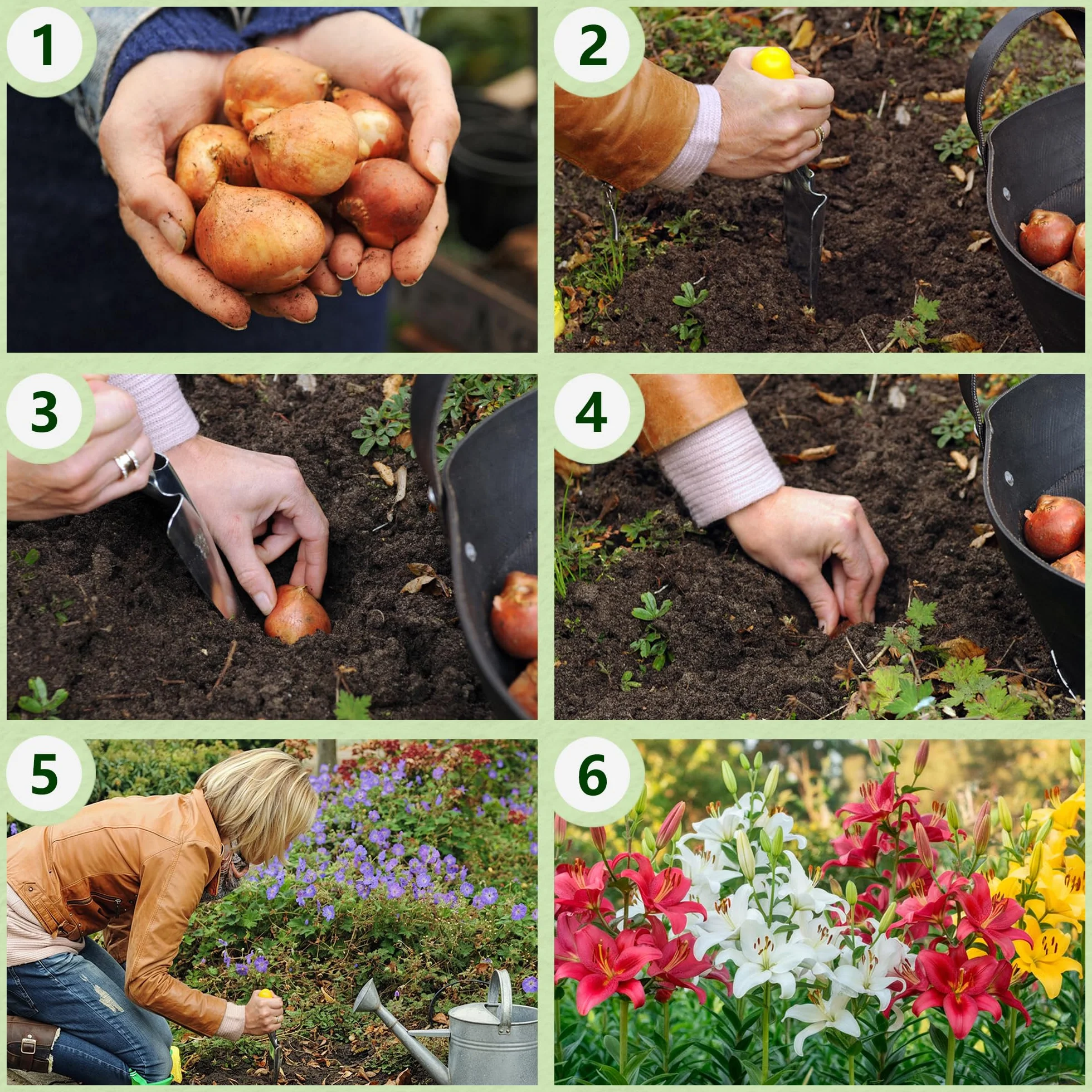 Colección de 15 bulbos de lirio de jardín Matrix, mezcla de 5 variedades, 3 de cada color, bulbos de flores perennes y resistentes al invierno, mezcla de Holanda para jardín y maceta