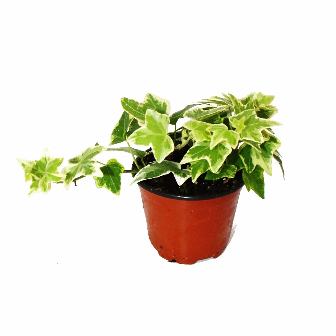 Hedera helix, set of 3, ivy, white coloured leaves, 9cm pot