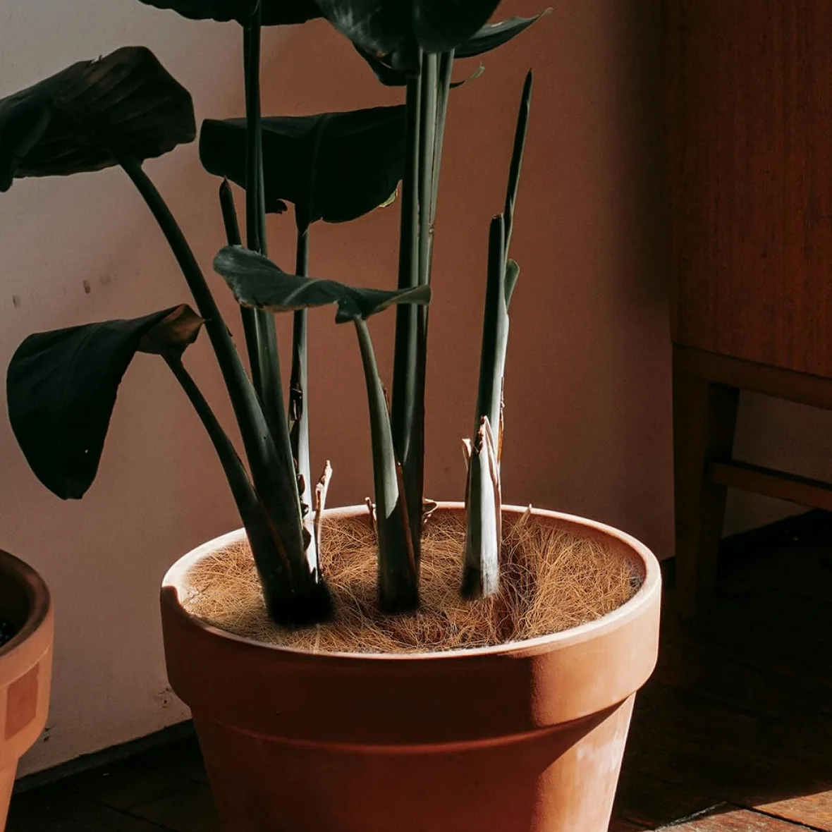 Fibra Natural para Macetas 3 Bolsas 300g 100g Cada Una Revestimiento Orgánico para Plantas y Hortalizas Alta Aireación y Retención de Humedad Cubierta Transpirable para