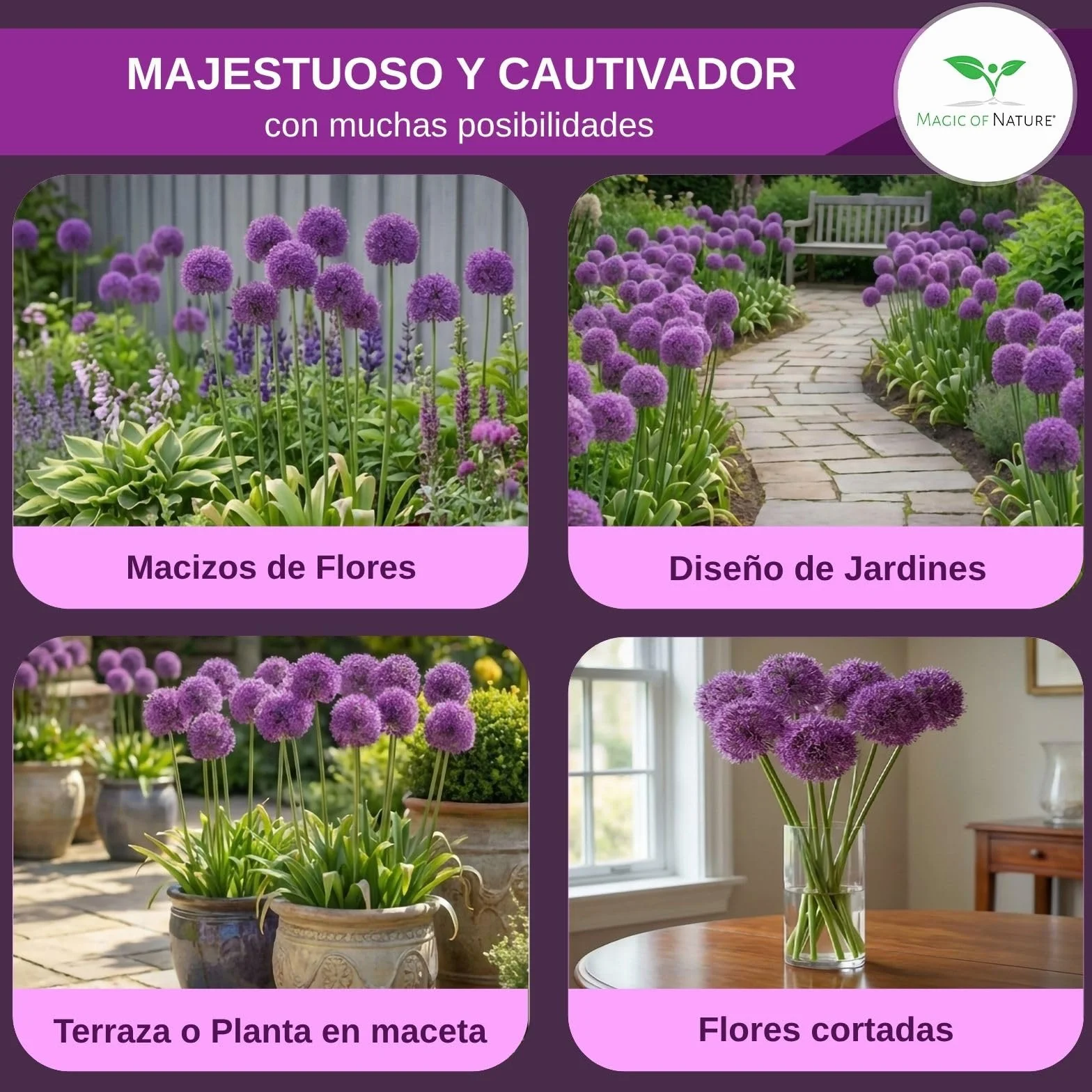 Magic of Nature Semillas de Allium Gigante (30 uds) Allium giganteum, Resistente y Perenne - Flores Violetas hasta 150cm para tu Jardín