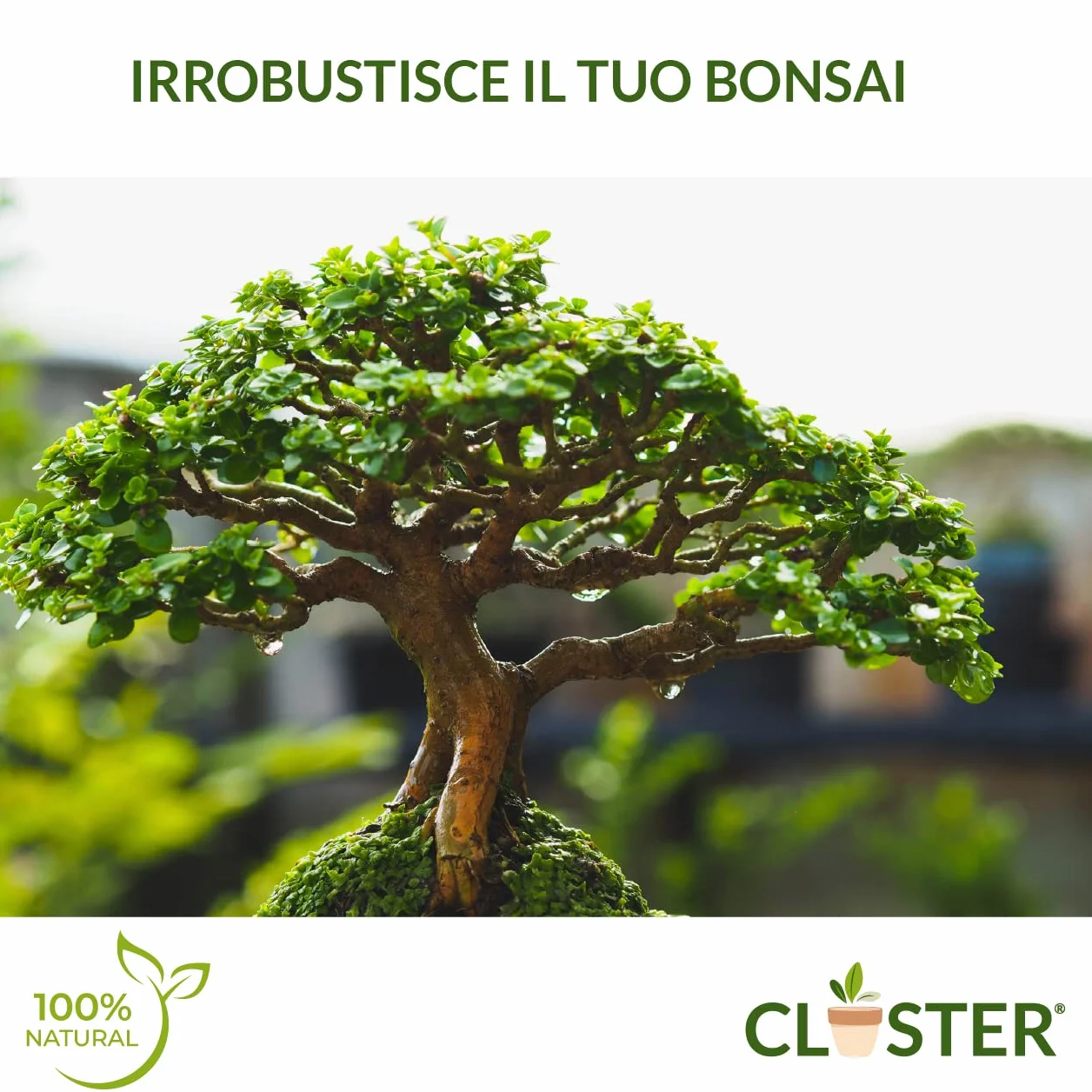 Bonsai Love 200 GR - Fertilizante Granulado de Liberación Lenta para Bonsáis - Fertilizante Natural Orgánico con Nitrógeno, Fósforo y Potasio - Para Bonsáis de Interior y Exterior